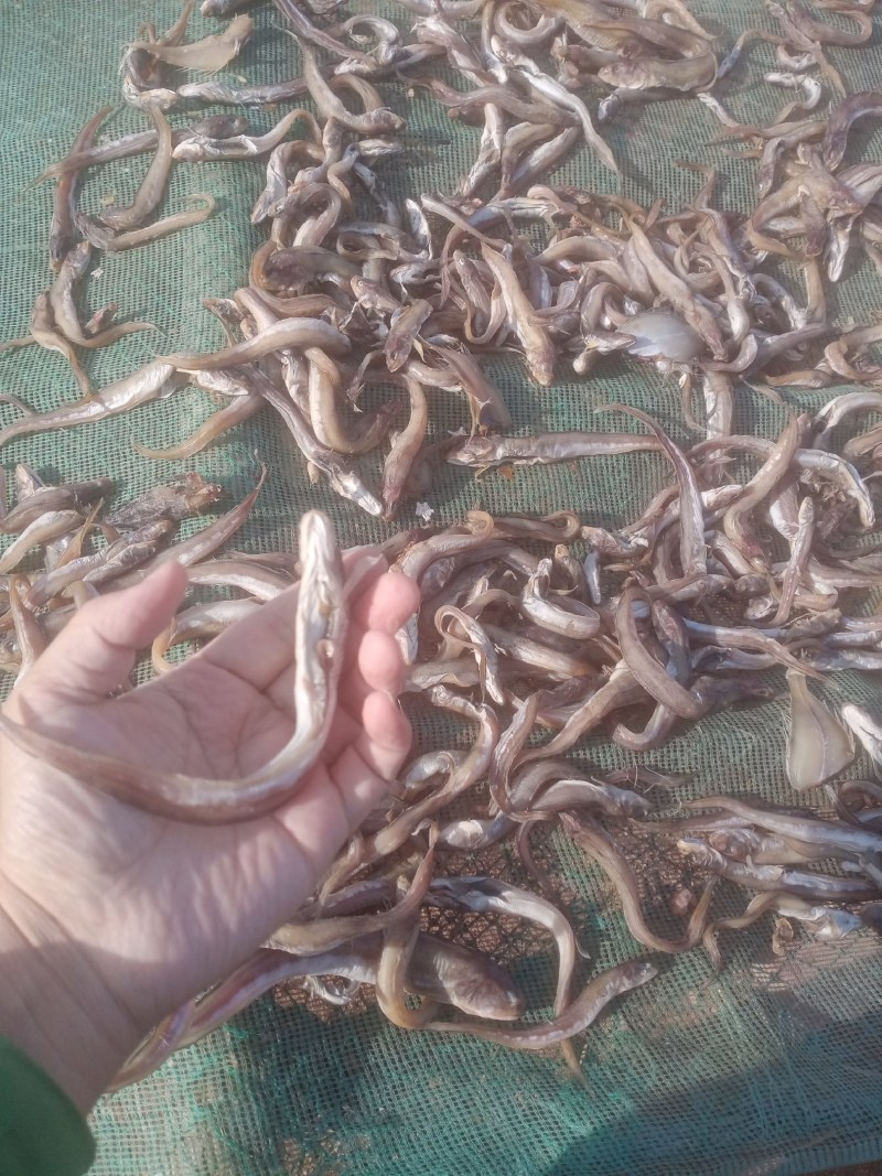 海粘鱼