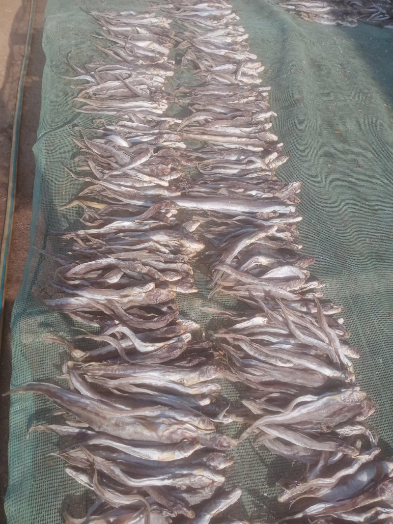 海粘鱼