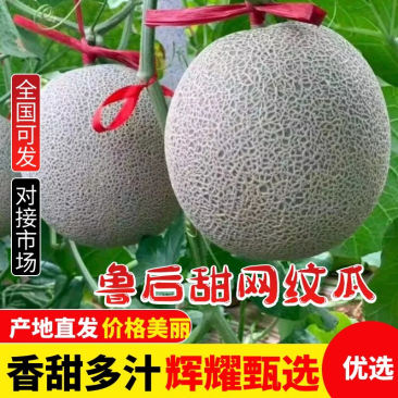 精品鲁厚甜瓜网纹蜜瓜承接商超电商社团代发全国欢迎咨询
