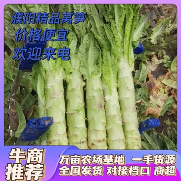 精品莴笋，万亩基地直发，全国代发。欢迎进店选购