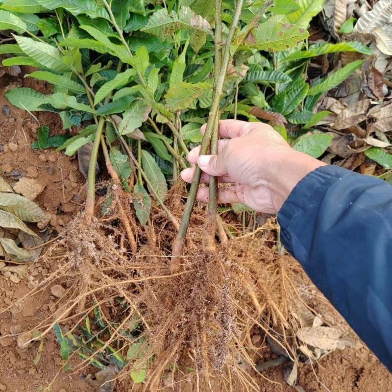 正宗板栗苗板栗嫁接砧木苗锥栗子树苗锥板栗直生苗毛栗树苗