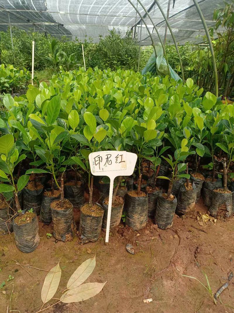 印尼红菠萝蜜苗嫁接苗，杯苗带土带叶发货的