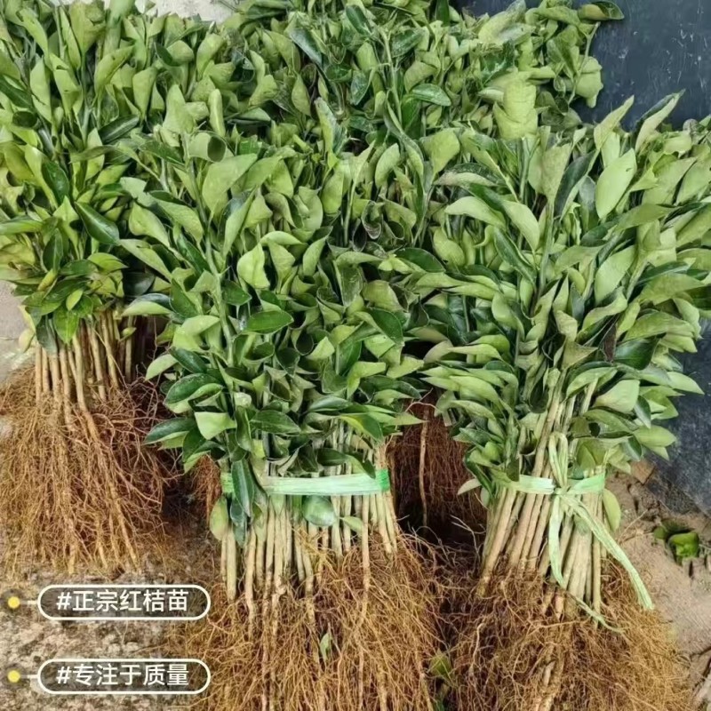 红橘苗优质红橘树苗红橘直生实生树苗红桔砧木嫁接专用苗
