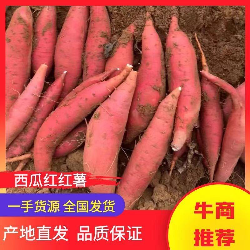 【西瓜红红薯】湛江遂溪红薯产地直供现挖现发对接市场电商