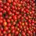 【红圣女果】河南圣女果圆果长果大量有货量大优惠