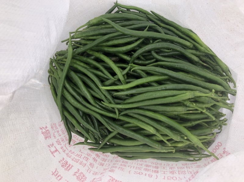 广东鲜辣椒3号线椒，精选线椒，基地直发，大量供应
