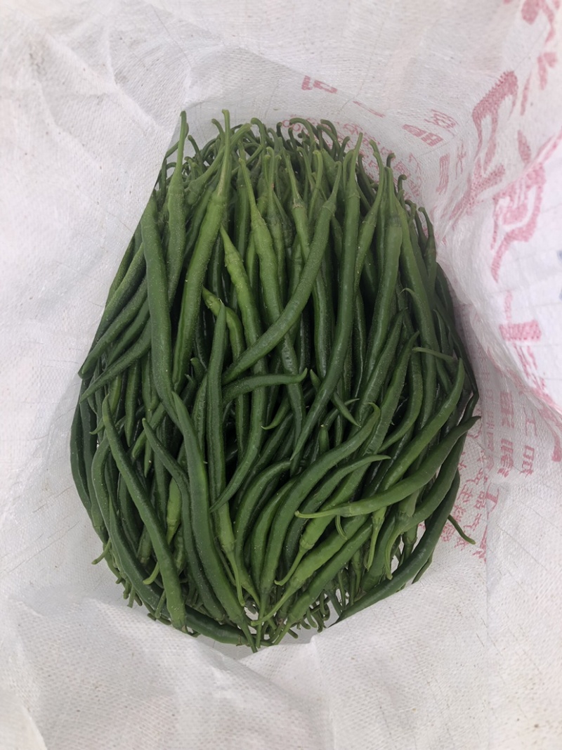 广东鲜辣椒3号线椒，精选线椒，基地直发，大量供应