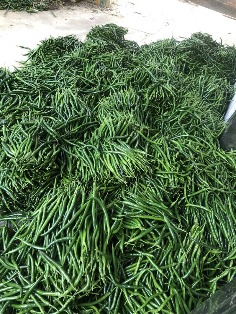 广东鲜辣椒3号线椒，精选线椒，基地直发，大量供应