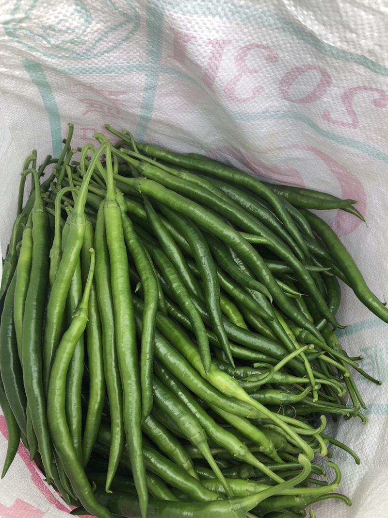 广东鲜辣椒3号线椒，精选线椒，基地直发，大量供应