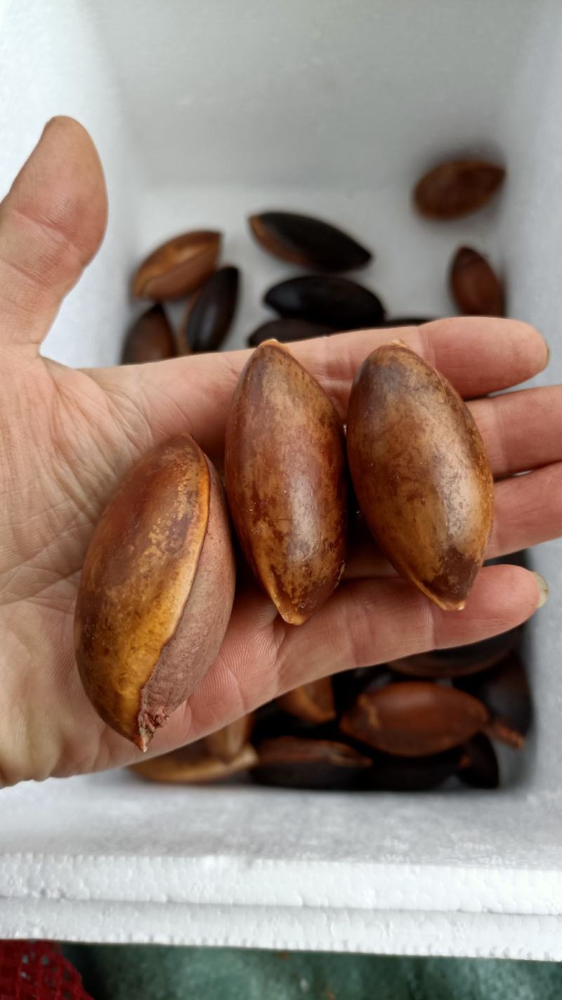 妈咪果种子新鲜2024
