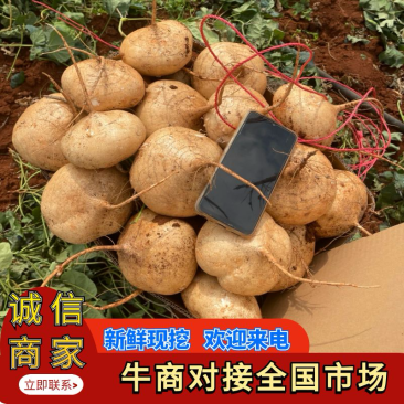 凉薯/豆薯/口感脆口甘甜，可以视频看货，当天打包，挖发车