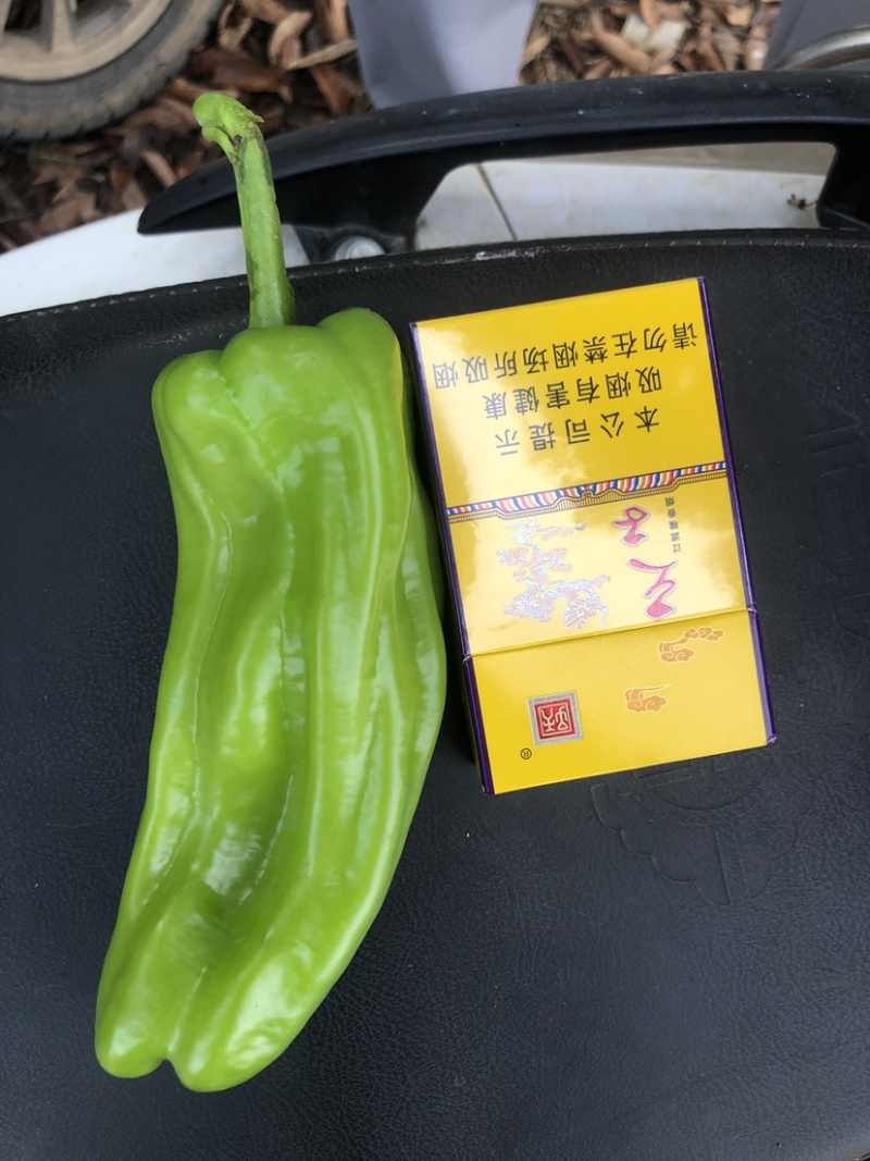 广东湛江辣椒薄皮辣椒大青椒301芜湖椒量大产地直发