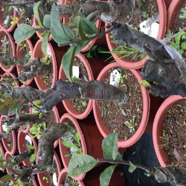 金弹子、老鸦柿批发