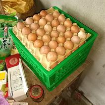 土鸡蛋白壳褐壳混装可按个或整箱走货全国可发货