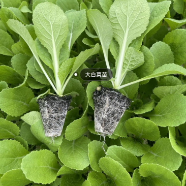 大白菜德高117抗大根病高产耐热