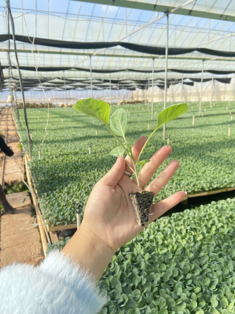 圆包包菜甘蓝苗铁头苗周期60天根系发达成活率高