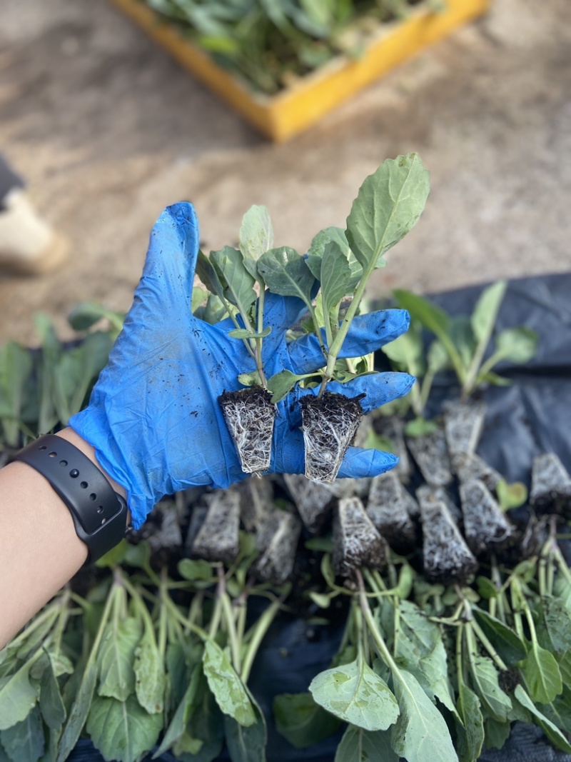 圆包包菜甘蓝苗铁头苗周期60天根系发达成活率高