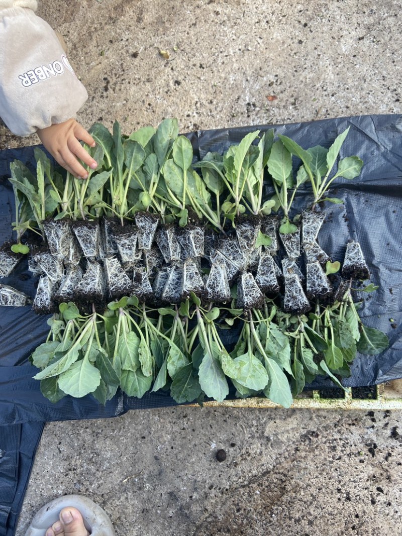 圆包包菜甘蓝苗铁头苗周期60天根系发达成活率高