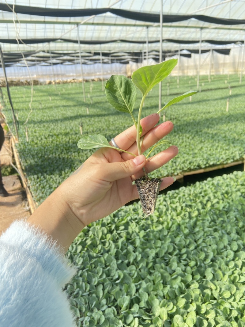 圆包包菜甘蓝苗铁头苗周期60天根系发达成活率高