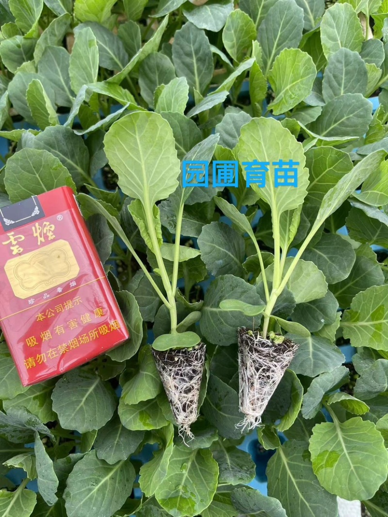 圆包包菜甘蓝苗铁头苗周期60天根系发达成活率高