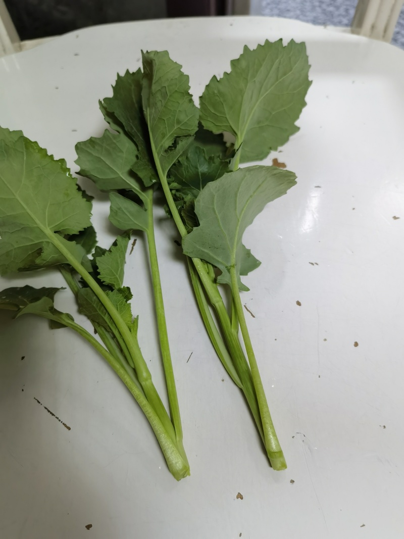 板蓝甘青菜青油菜苔油菜苔精品货上市