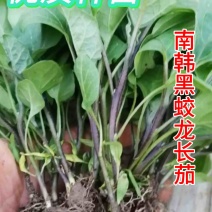 茄子苗，优质长茄，颜色油亮。