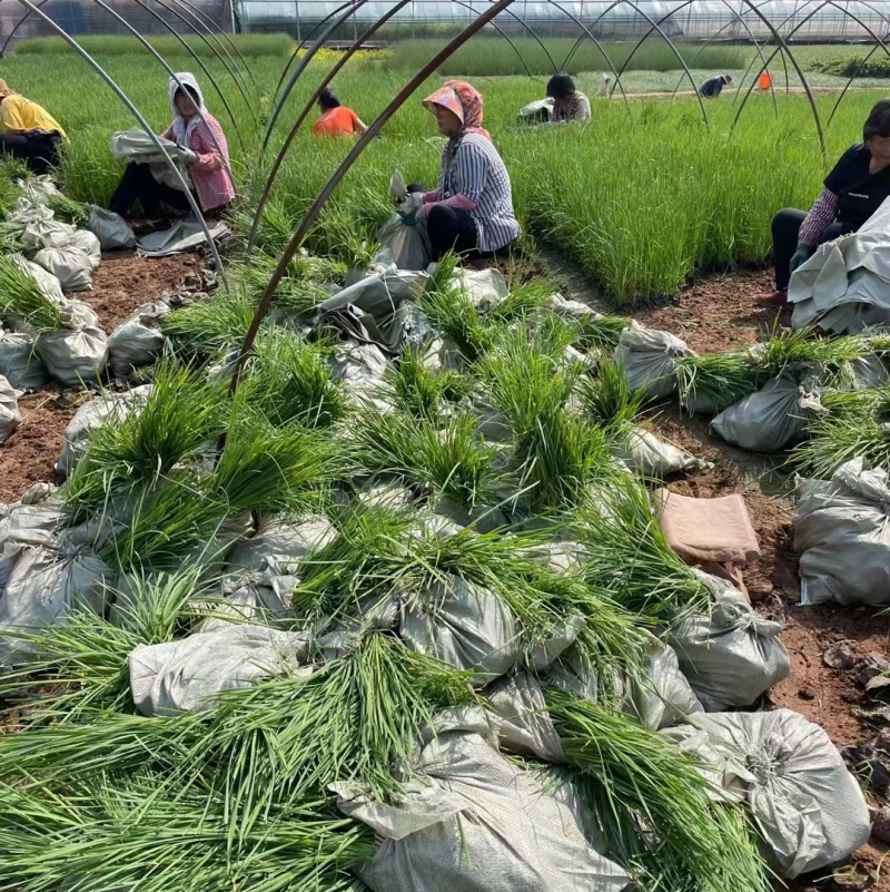 香蒲香蒲批发多规格香蒲香蒲基地青州草花绿化工程