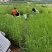 香蒲香蒲批发多规格香蒲香蒲基地青州草花绿化工程