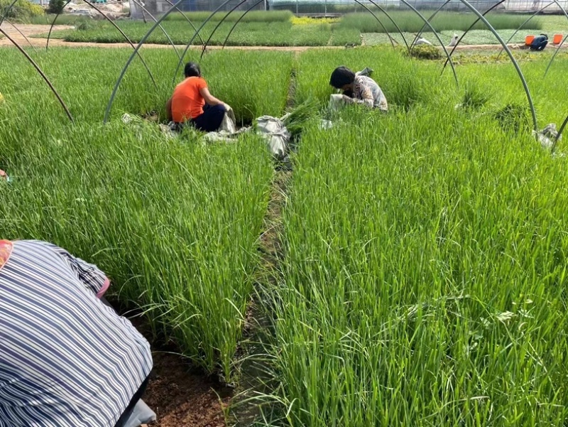 香蒲香蒲批发多规格香蒲香蒲基地青州草花绿化工程
