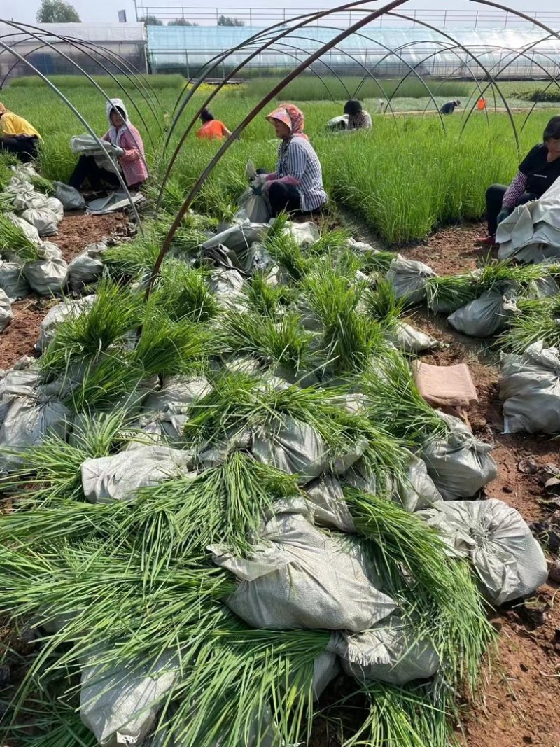香蒲香蒲批发多规格香蒲香蒲基地青州草花绿化工程