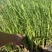 香蒲香蒲批发多规格香蒲香蒲基地青州草花绿化工程