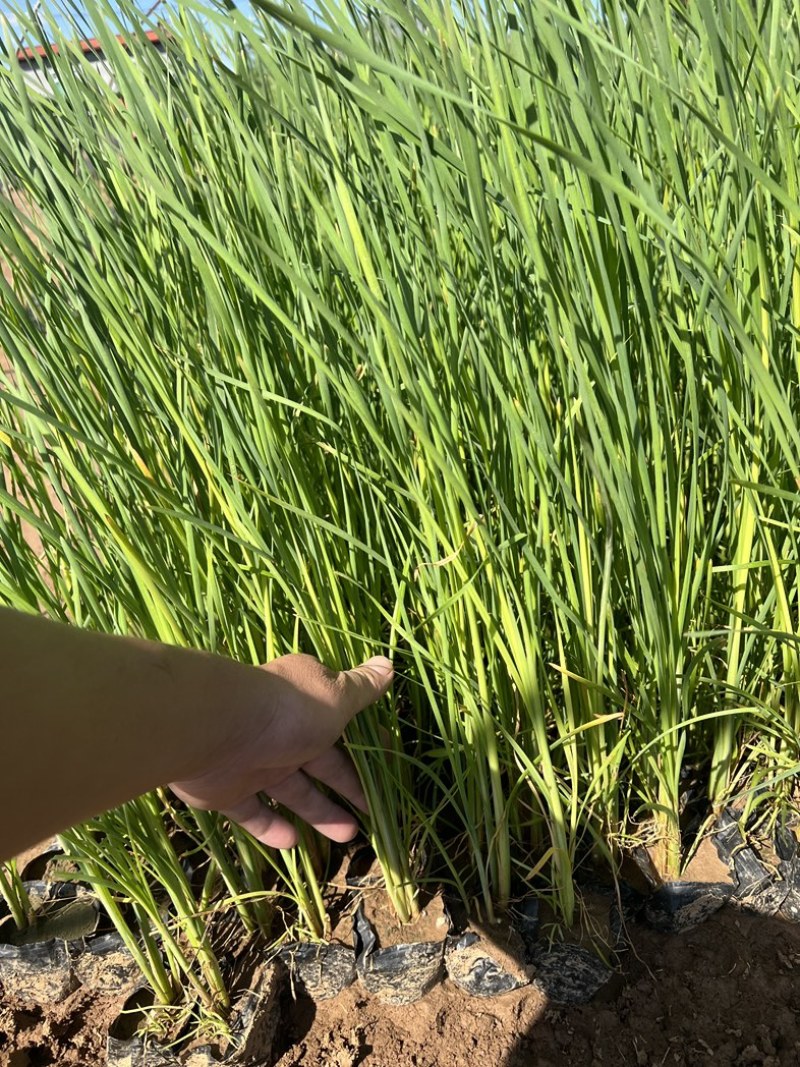 香蒲香蒲批发多规格香蒲香蒲基地青州草花绿化工程