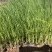 香蒲香蒲批发多规格香蒲香蒲基地青州草花绿化工程