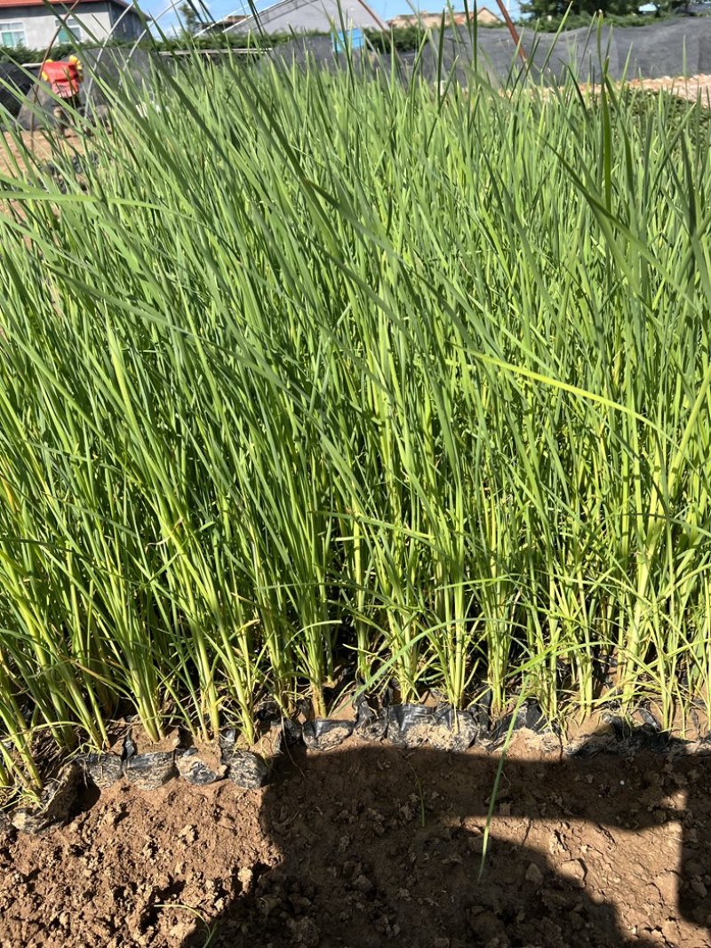 香蒲香蒲批发多规格香蒲香蒲基地青州草花绿化工程