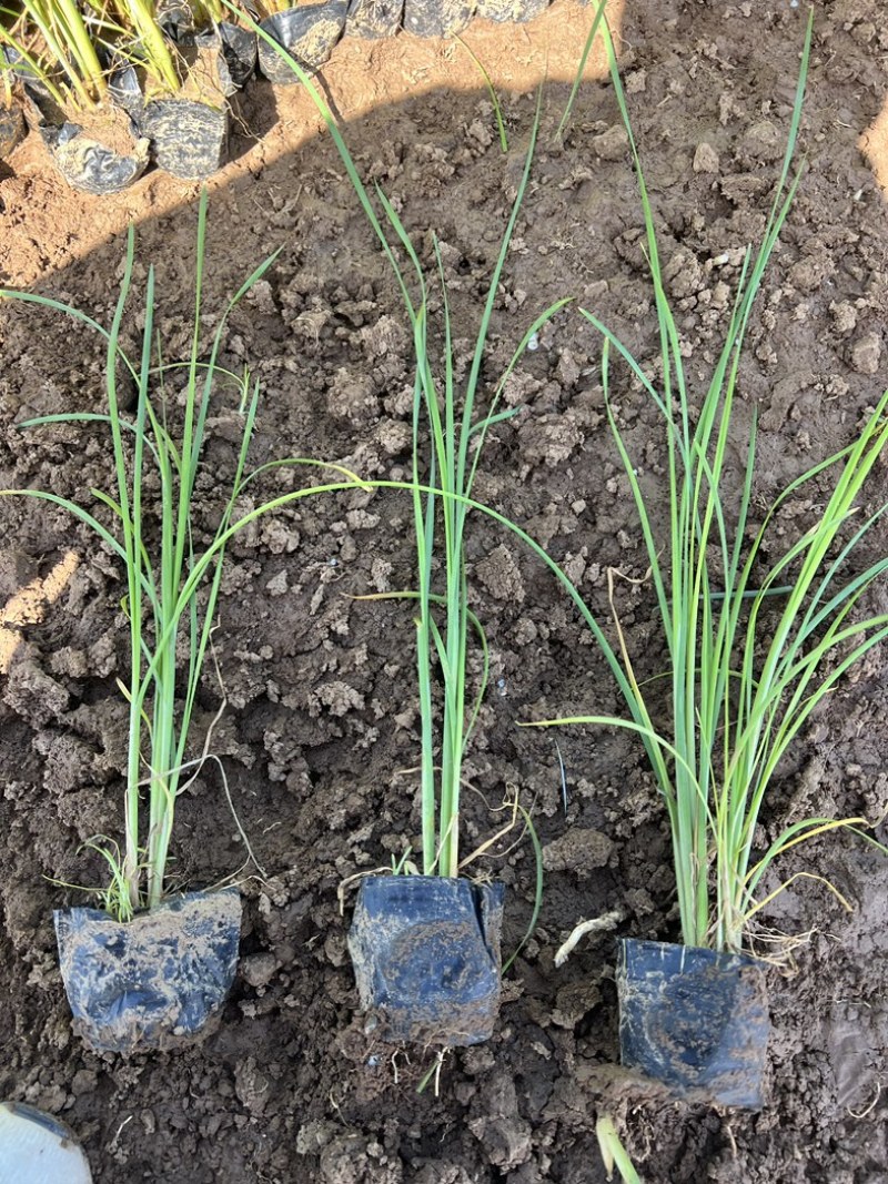 香蒲香蒲批发多规格香蒲香蒲基地青州草花绿化工程