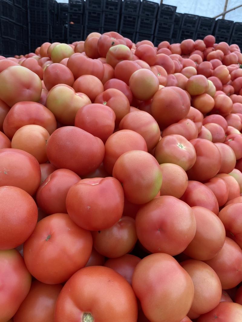 温州苍南西红柿精品硬粉大红西红市支持档口商超电商