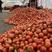 温州苍南西红柿精品硬粉大红西红市支持档口商超电商