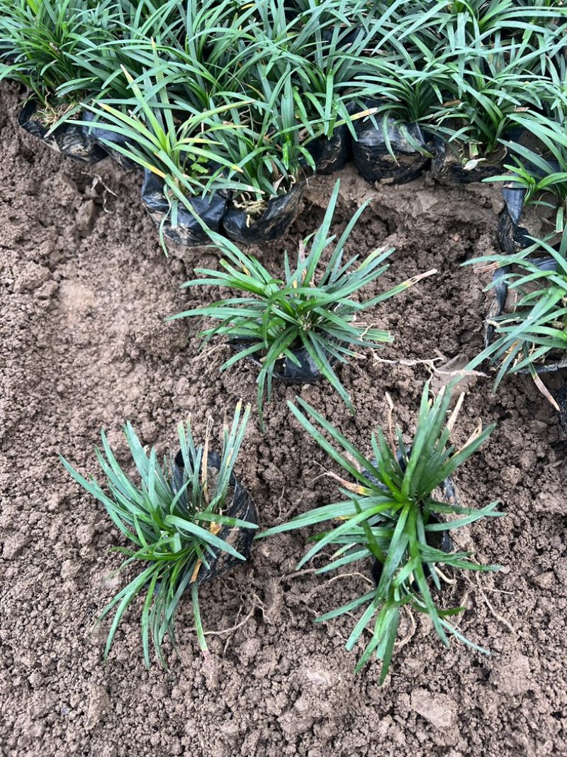 日本矮麦冬多芽玉龙草玉龙草基地日本麦基地直销多芽麦冬