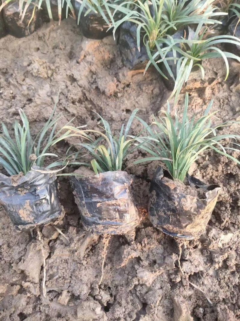日本矮麦冬多芽玉龙草玉龙草基地日本麦基地直销多芽麦冬