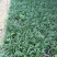 日本矮麦冬多芽玉龙草玉龙草基地日本麦基地直销多芽麦冬