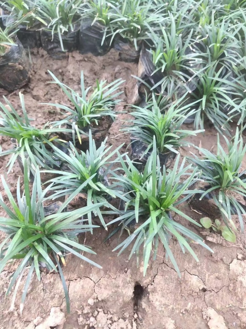 日本矮麦冬多芽玉龙草玉龙草基地日本麦基地直销多芽麦冬