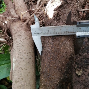 5公分油桐树基地直供，重庆俊尧专业油桐树苗培育公司