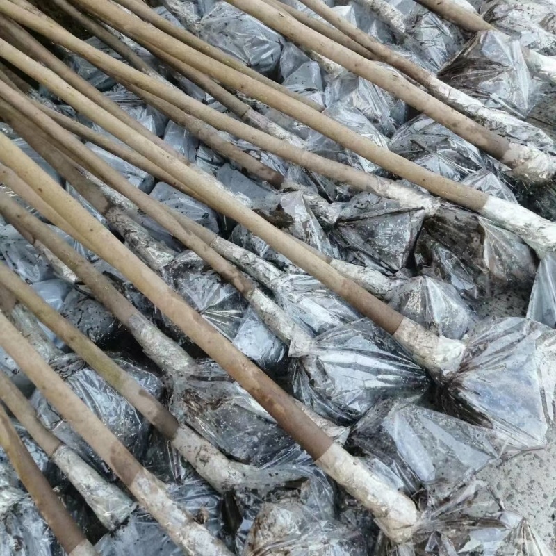 5公分油桐树基地直供，重庆俊尧专业油桐树苗培育公司