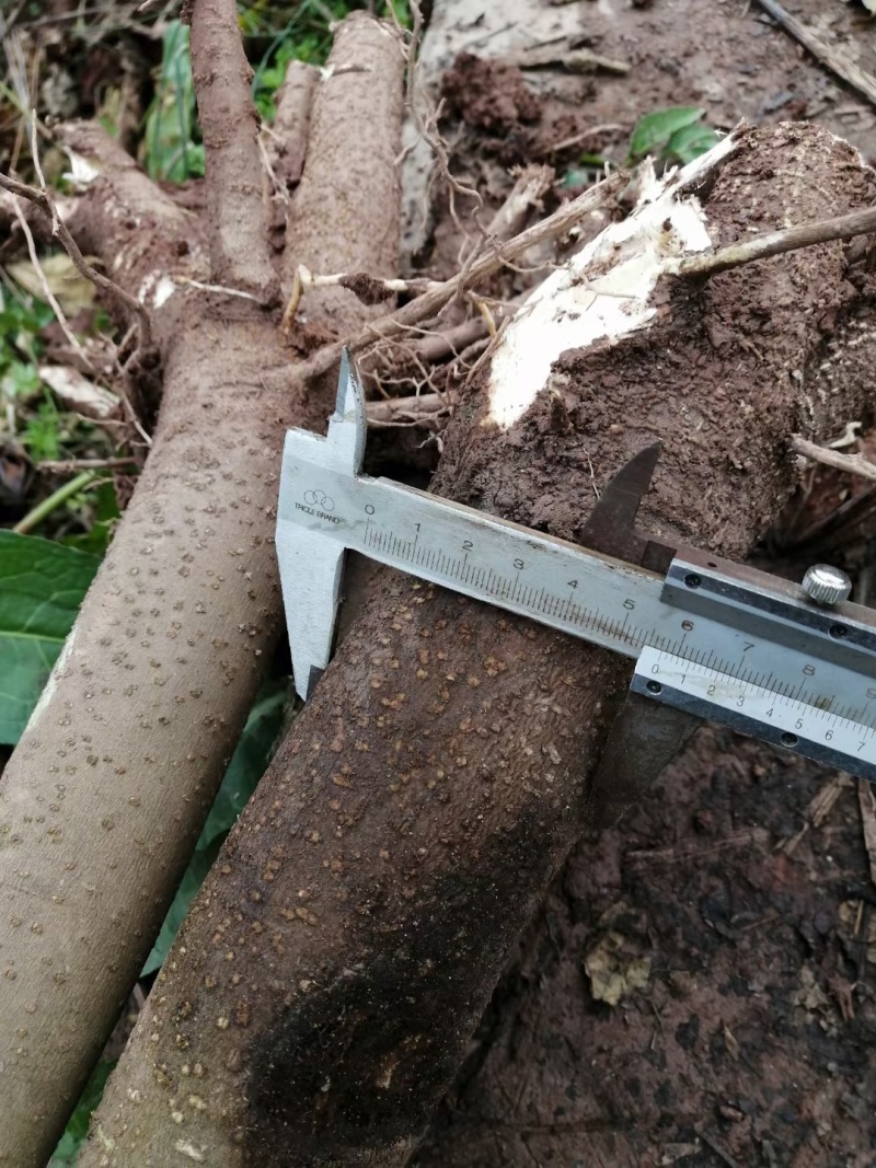 5公分油桐树基地直供，重庆俊尧专业油桐树苗培育公司