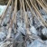 5公分油桐树基地直供，重庆俊尧专业油桐树苗培育公司