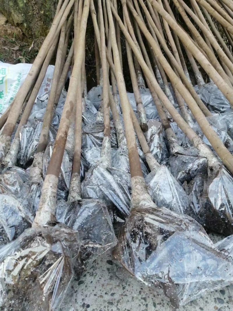 5公分油桐树基地直供，重庆俊尧专业油桐树苗培育公司