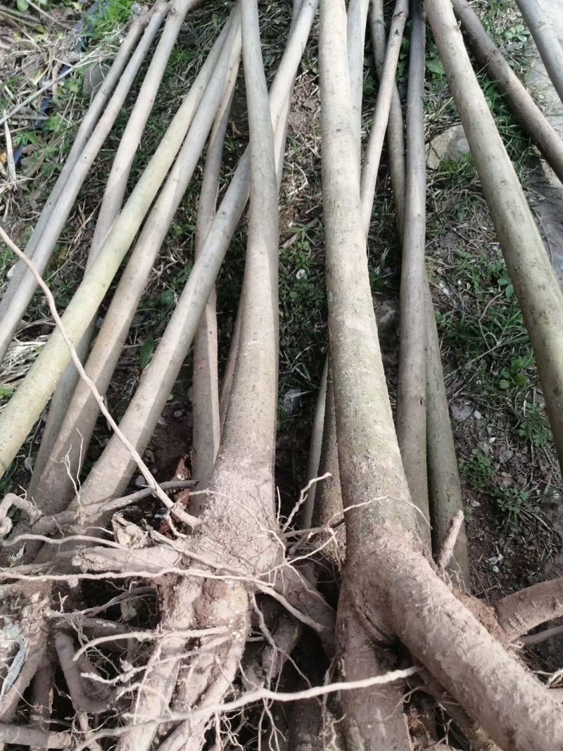 5公分油桐树基地直供，重庆俊尧专业油桐树苗培育公司