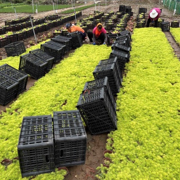 金叶佛甲草佛甲草供应金叶佛甲草一手货源