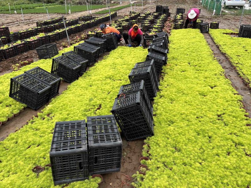金叶佛甲草佛甲草供应金叶佛甲草一手货源