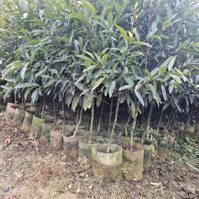 黄金岭南山竹苗杯苗1-1.5公分，2-3公分